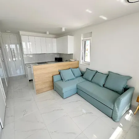 Beautiful New Palmtree