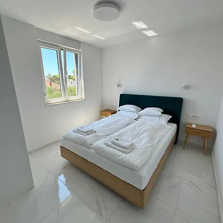 Beautiful New Palmtree *