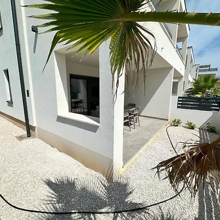 Beautiful New Palmtree