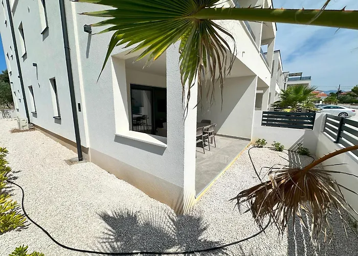 Beautiful New Palmtree